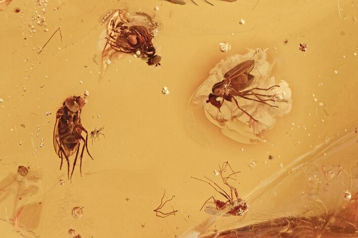 Three Fossil Flies and a True Midge in Baltic Amber #275442